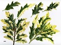 SpeciesSub: Variegata Group SpeciesSub: Variegata Group